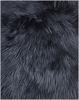 Neuseeland Teppich Trend - Navy